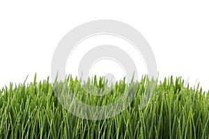 Fresh green wheatgrass isolated on white