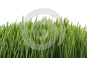 Fresh green wheatgrass isolated on white