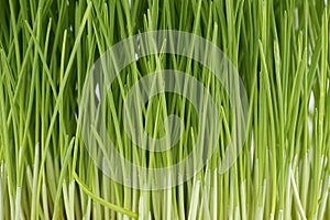 Fresh green wheatgrass stalks in close up