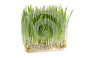 Fresh green wheatgrass with visible roots