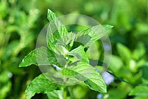 Fresh green wild mint