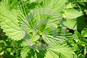 Fresh green wild mint