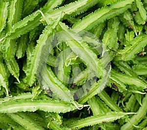 Fresh green winged beans