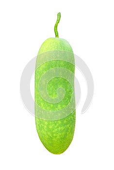 Fresh green winter melon organic or benincasa hispida isolated on white background with clipping path