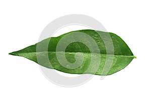 Fresh green Wrightia religiosa leaf on white background