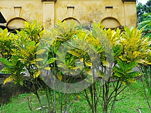 Fresh Green and Yellow Leaves