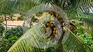 Fresh green yellowish coconut on the tree, coconut cluster on coconut palm tree