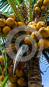 Fresh green yellowish coconut on the tree, coconut cluster on coconut palm tree with clear blue sky