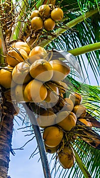 Fresh green yellowish coconut on the tree, coconut cluster on coconut palm tree with clear blue sky