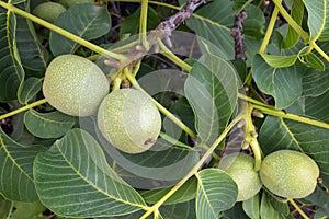 Fresh green young fruits of walnut on a tree branch with leaves.