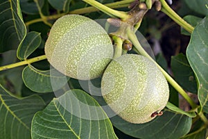 Fresh green young fruits of walnut on a tree branch with leaves.