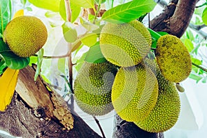 Fresh green young jackfruits Artocarpus heterophyllus growing on the jackfruit tree.