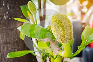 Fresh green young jackfruits Artocarpus heterophyllus growing on the jackfruit tree.