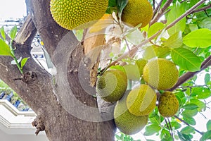 Fresh green young jackfruits Artocarpus heterophyllus growing on the jackfruit tree.