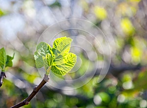 Fresh green young leaves on a tree branch in sunlight, beautiful