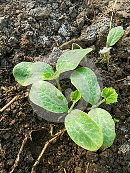 Fresh green young sponge gourd on the ground