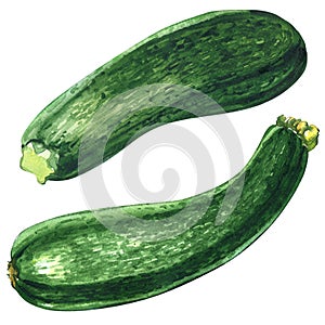 Fresh green zucchini or courgette isolated isolated, two objects, watercolor illustration on white