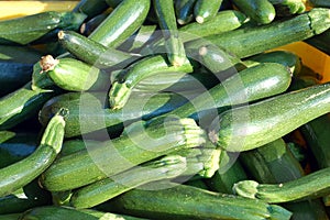 Fresh green zucchini squash