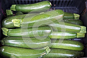 Fresh green zucchini squash in a box in the market