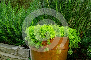 Fresh greenery foliage of needle-like leaves of Sedum angelina plant or stonecrop spreading in orange pottery, green leaves