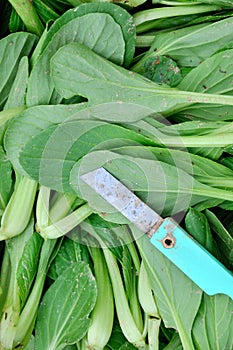 Fresh greengrocery and knife