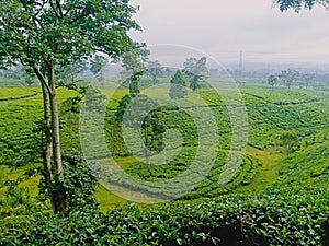 The Fresh Greenie Tea Plantation