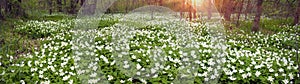 Fresh greens and delicate fragrant flowers