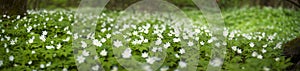 Fresh greens and delicate fragrant flowers photo