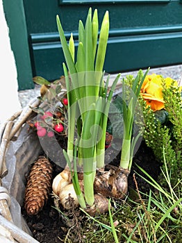 Fresh greens and future daffodils are waiting for spring