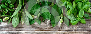 Fresh greens and herbs, harvested from the garden. Herbs for making herbal tea