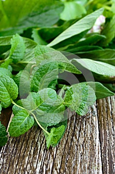 Fresh greens and herbs, harvested from the garden. Herbs for making herbal tea.