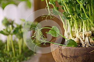 Fresh greens, pea sprouts young healthy food vitamin diet