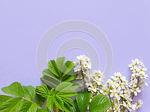 Fresh greens and white aroma cherry flowers on a lavender background with a watercolor paper texture. Floral flat lay