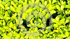 Fresh greeny lime leaves growing in field