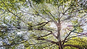 Fresh greeny tree with the sun shine