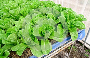 Fresh greenâ€‹ cos lettuce in organic farm