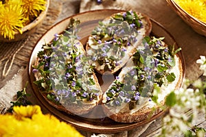 Fresh ground-ivy flowers and leaves collected in spring on slices of sourdough bread