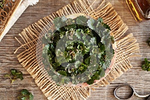 Fresh ground-ivy twigs in a bowl on a table, top view. Wild edible plant