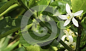 Fresh group white lemon flower five petal blooming on branch with green leave infarming garden. organic citrus tropical fruit tree