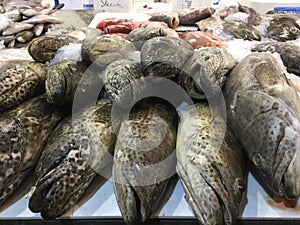 Fresh Grouper at fish market