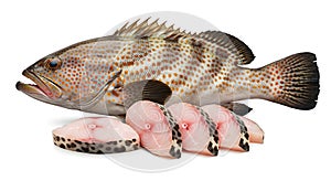 Fresh Grouper Fish and Slices on White Background