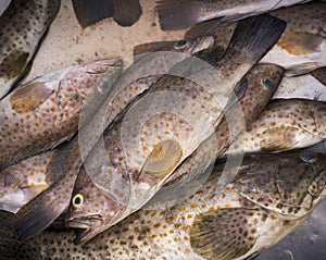 Fresh grouper fishs.