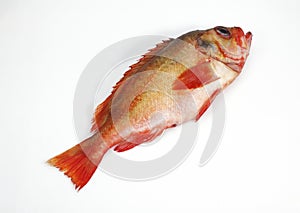 Fresh Grouper on Ice