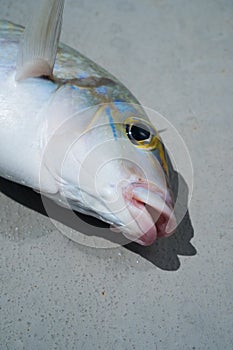 Fresh Grouper over grey background