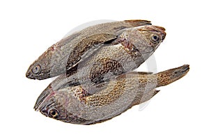Fresh grouper in a white background