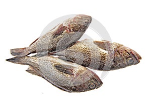 Fresh grouper in a white background