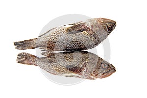 Fresh grouper in a white background