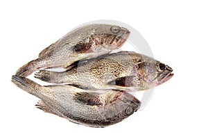 Fresh grouper in a white background