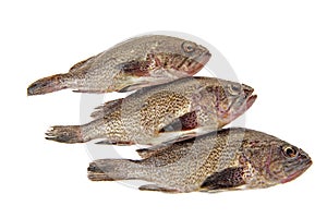 Fresh grouper in a white background