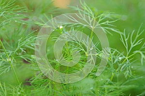 Fresh growing dill weed